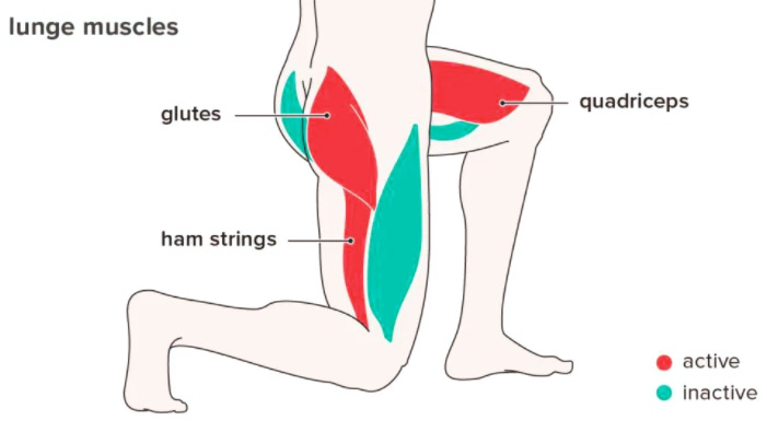 Mucles used in Lunges